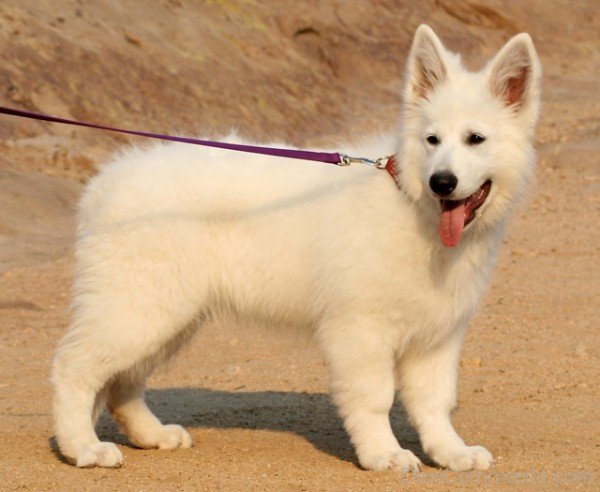 White Berger Blanc Suisse Puppy On Sand-ADB96386DC90DC85