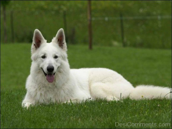 White Berger Blanc Suisse Sitting-ADB96338DC90DC39