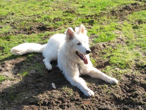 White Berger Blanc Suisse Sitting On Sand-ADB96390DC90DC90