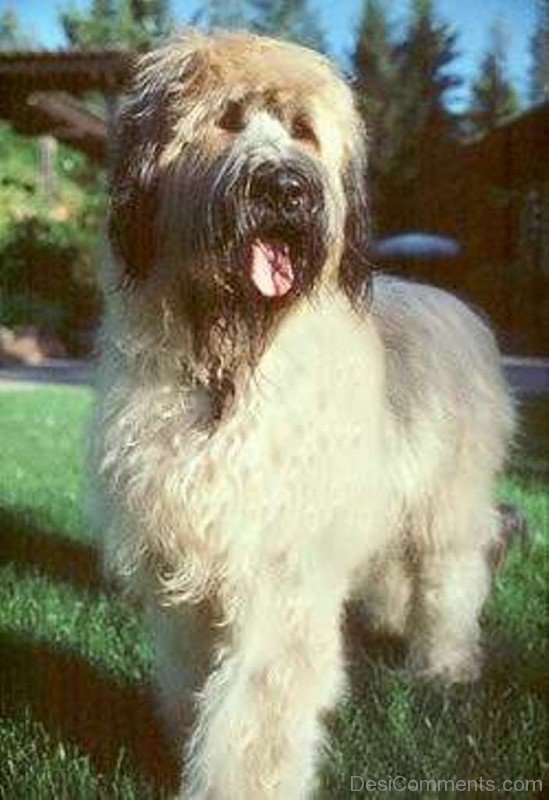 White Briard In Park-id059