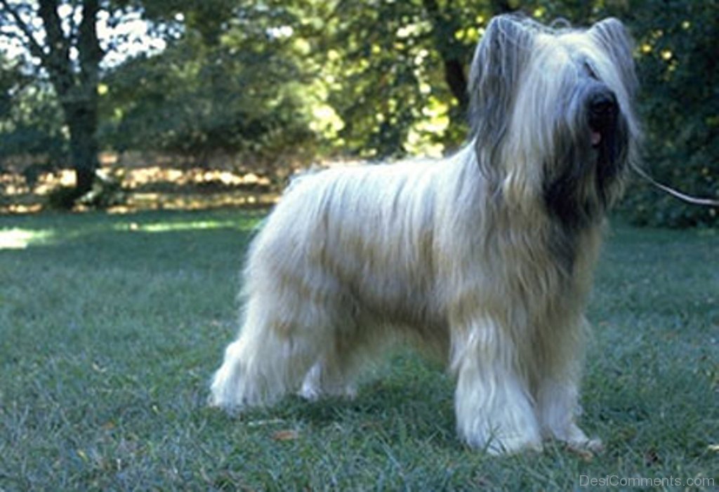 white briard