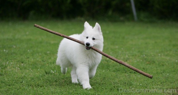 White Dog Holding Stick-ADB96358DC90DC59
