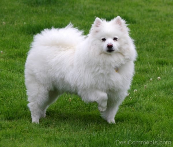 White Dog Pic