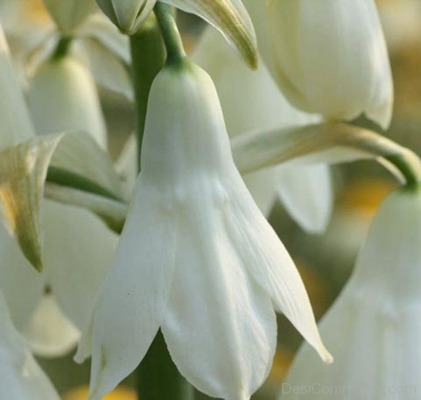 White Galtonai Candicans Flowers