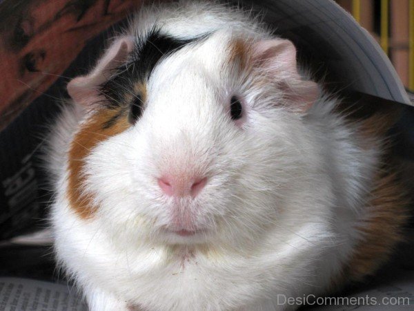 White Guinea Pig-rtev029