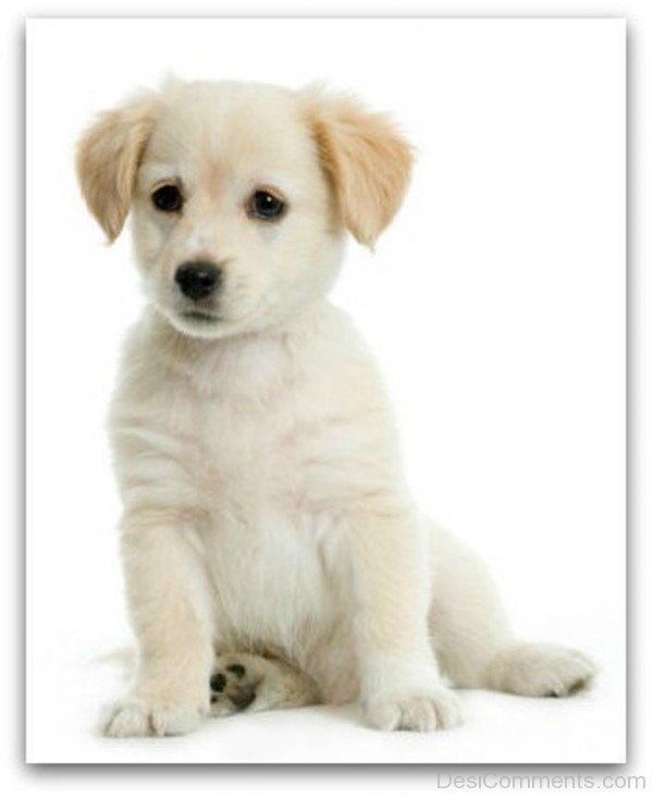 White Labrador Retriever Puppy-id118