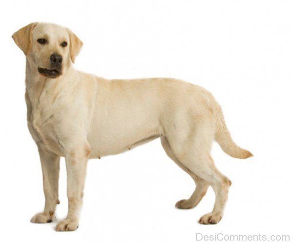 White Labrador Retriever-id119