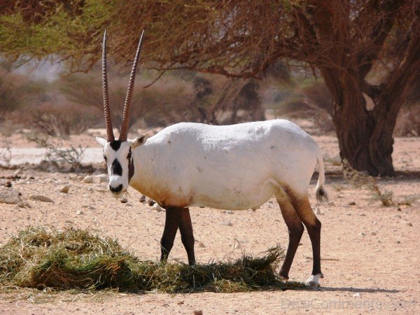 White Oryx Eating Grass-adb129desicomm29