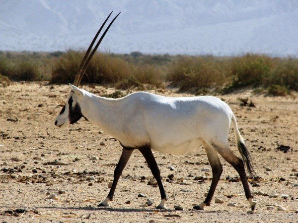 White Oryx On Sand