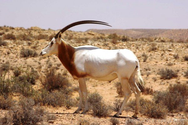 White Oryx Picture-adb131desicomm31