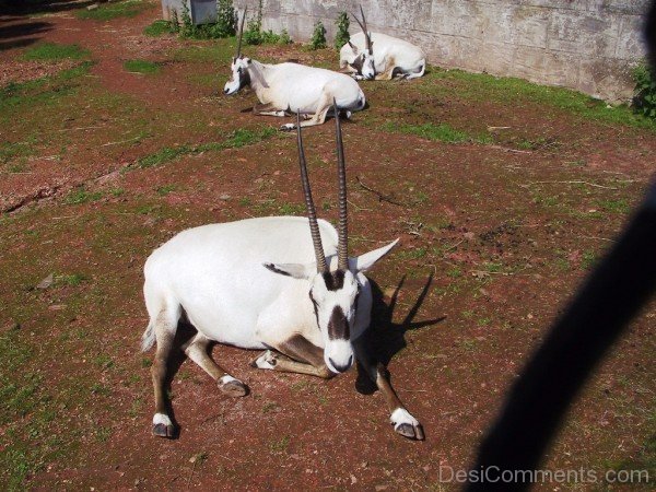 White Oryx Sitting-adb132desicomm32