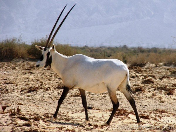 White Oryx-adb133desicomm33