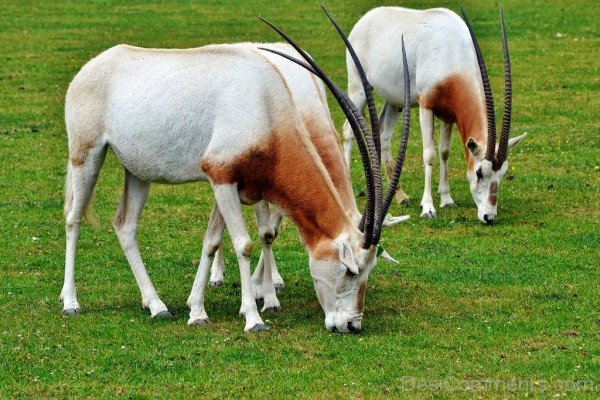 White Oryxes Eating Grass-adb134desicomm34