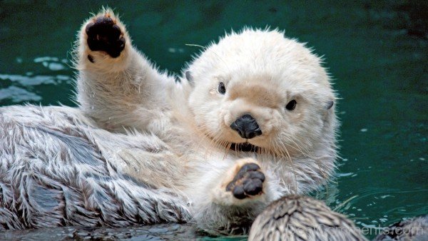 White Otter - DesiComments.com