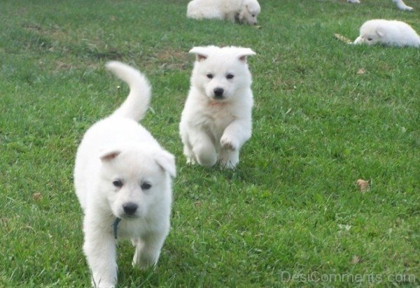 White Puppies-ADB96372DC90DC72