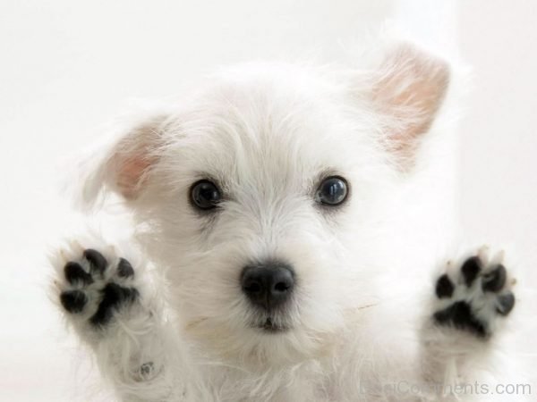 White Puppy