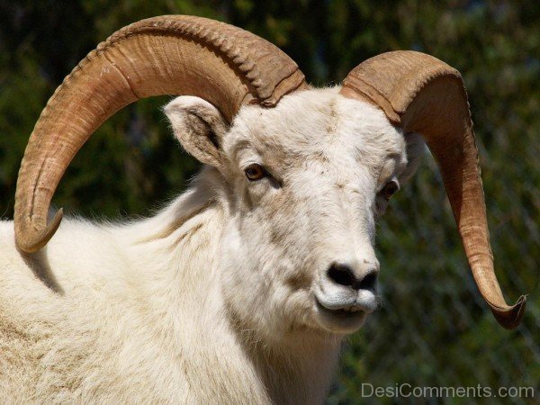 White Ram Animal-db23