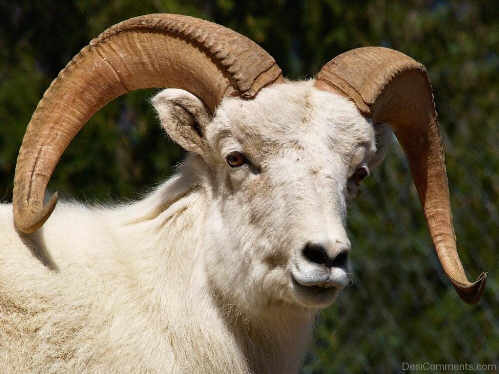 White Ram Animal 