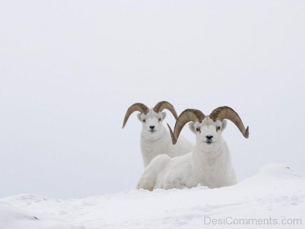 White Ram Animals