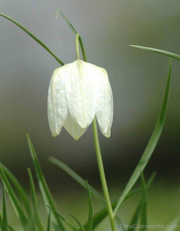 White Snake's Head Fritillary Flower Image-xse219DC12301