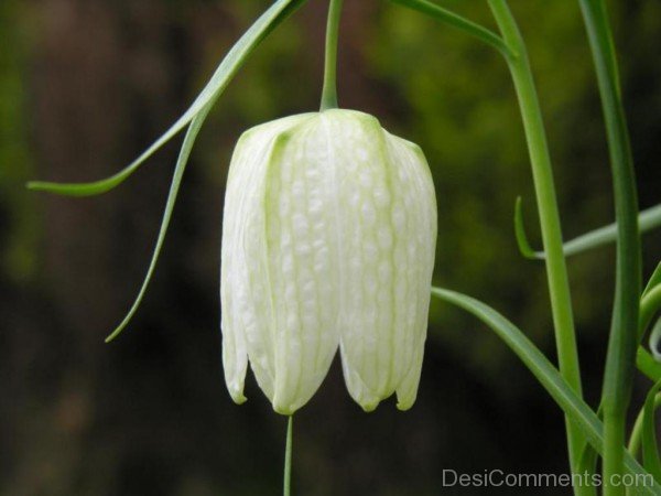 White Snake's Head Fritillary Flower-xse220DC12302