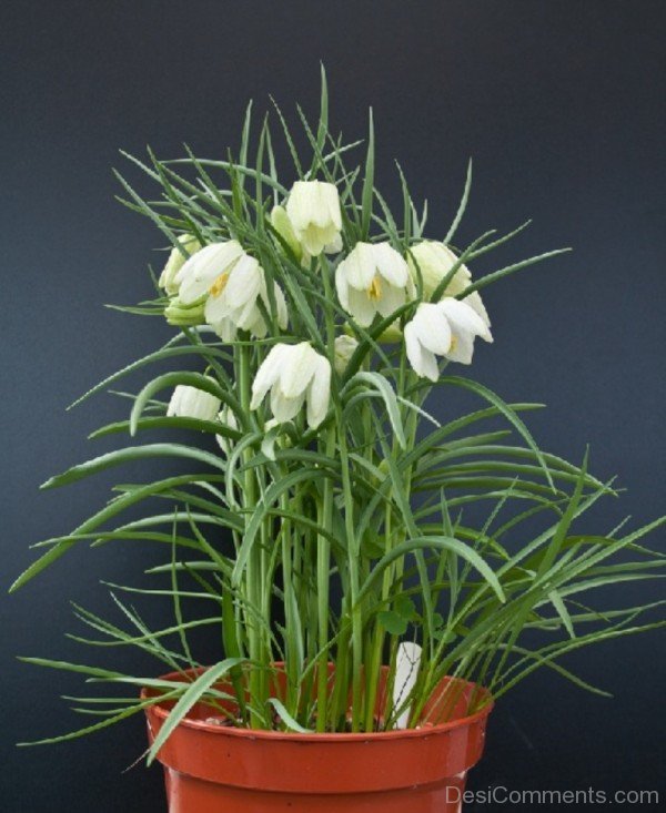 White Snake's Head Fritillary Flowers In Pot-xse222DC12317