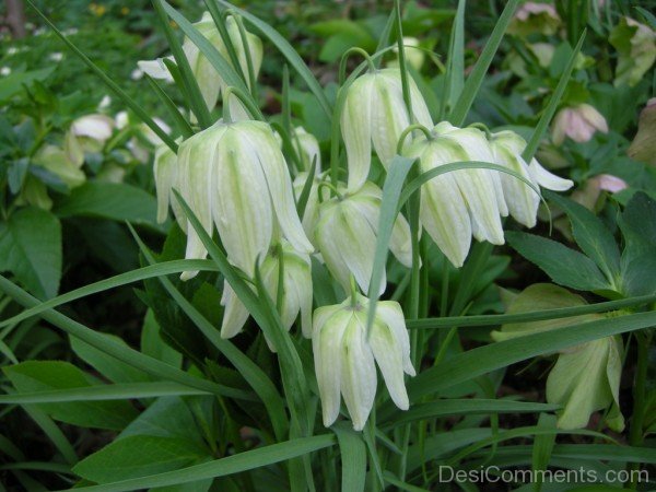 White Snake’s Head Fritillary Flowers Photo