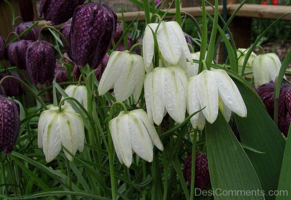 White Snake's Head Fritillary Flowers Picture-xse224DC12312