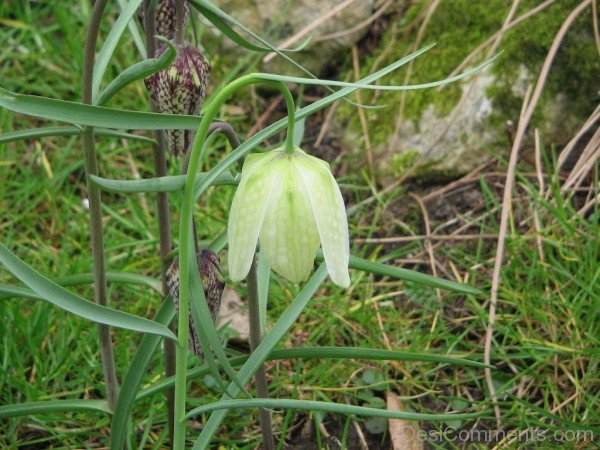 White Snake’s Head Fritillary Image
