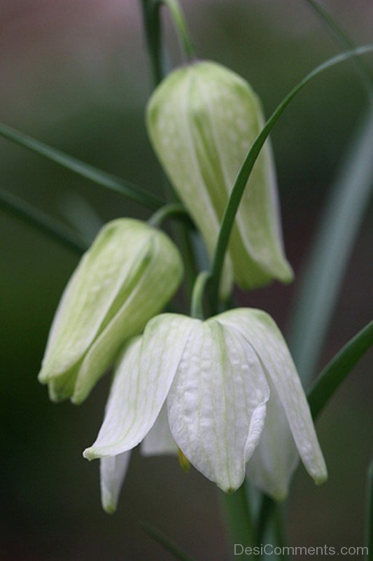 White Snake’s Head Fritillary Photo