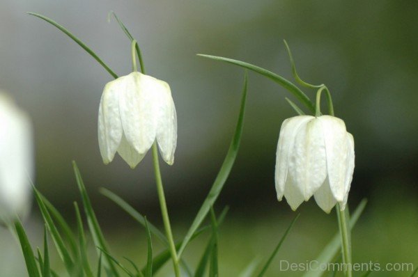 White Snake's Head Fritillary Picture-xse227DC12328