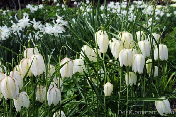 White Snake's Head Fritillary With Leaves-xse228DC12318