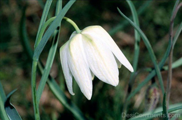 White Snake’s Head Fritillary