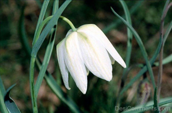 White Snake's Head Fritillary-xse229DC12305