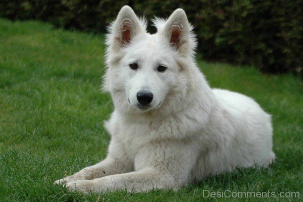 White Swiss Shepherd Dog-ADB96333DC90DC37