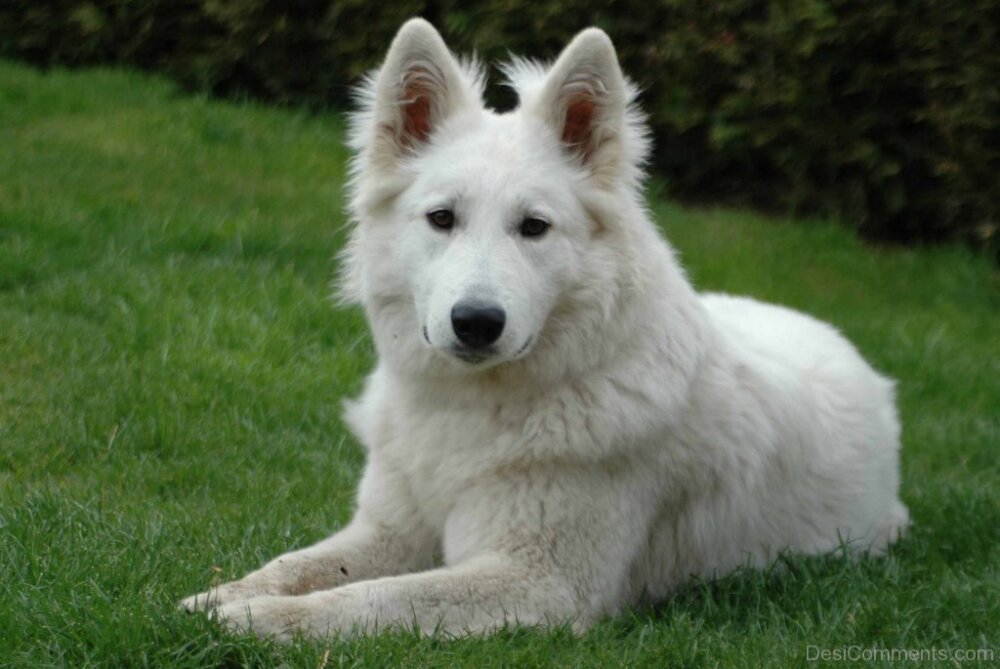 White Swiss Shepherd Dog - Desi Comments
