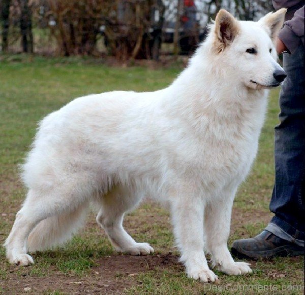 White Swiss Shepherd Dog Image-ADB96374DC90DC74