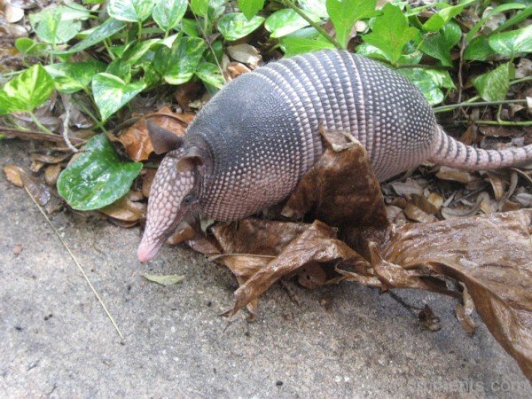 Wild Animal Armadillo-db045