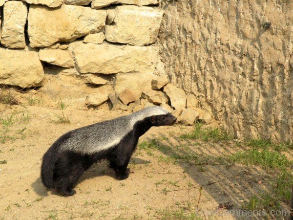 Wild Animal Badger-db126