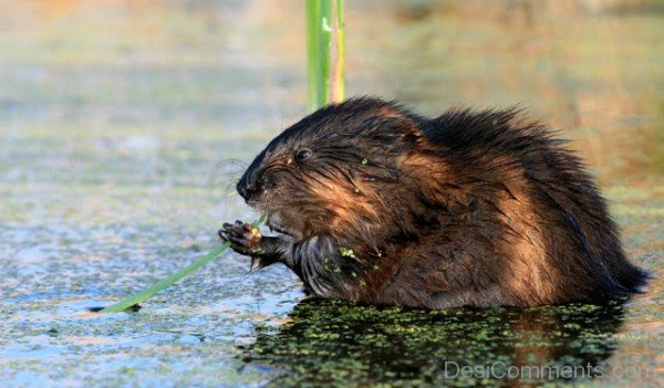 Wild Animal Beaver -adb233desi33