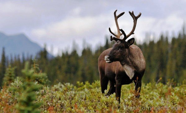 Wild Animal Caribou