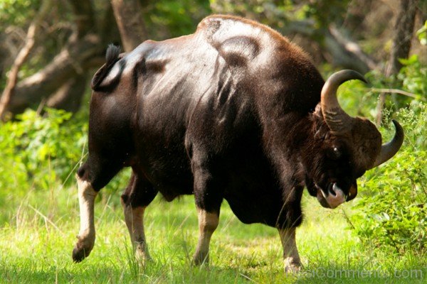 Wild Animal Gaur Picture-pkjmlk2339