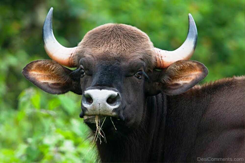Дикий бык 4 букв сканворд. Дикий бык Гаур. Индийский бык Гаур. Гаур гаял. Гаур и буйвол.