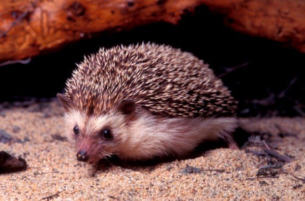 Wild Animal Hedgehog Image-dcpf39