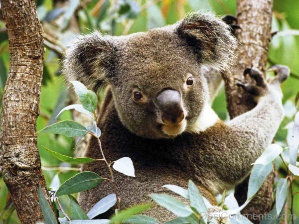 Wild Animal Koala-adb34desi034