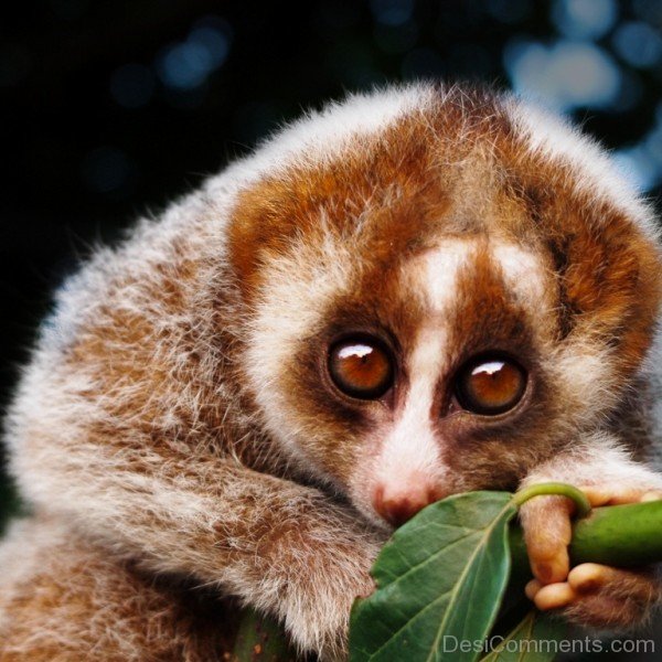 Wild Animal Loris Image-db120