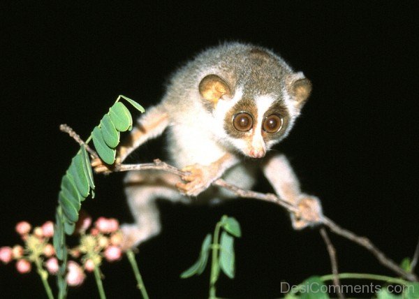 Wild Animal Loris-db121