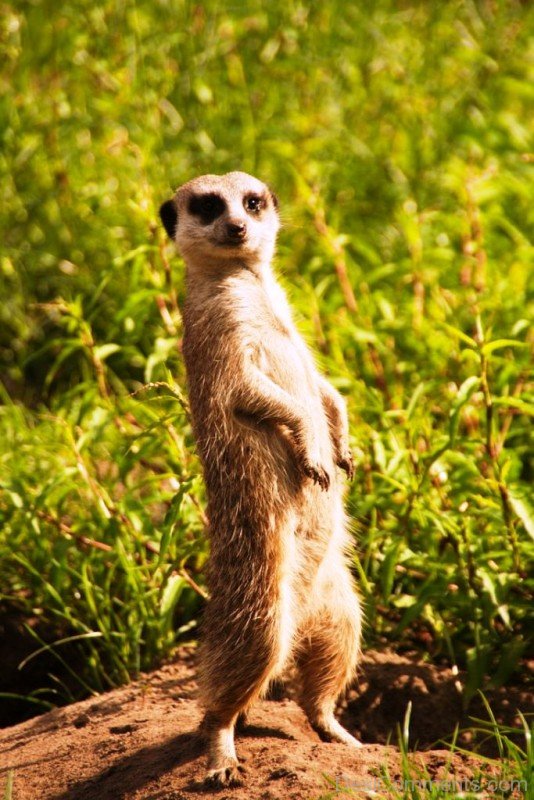 Wild Animal Meerkat -adb030desipkk30