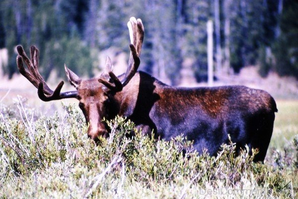 Wild Animal Moose-adb029desiqwe29