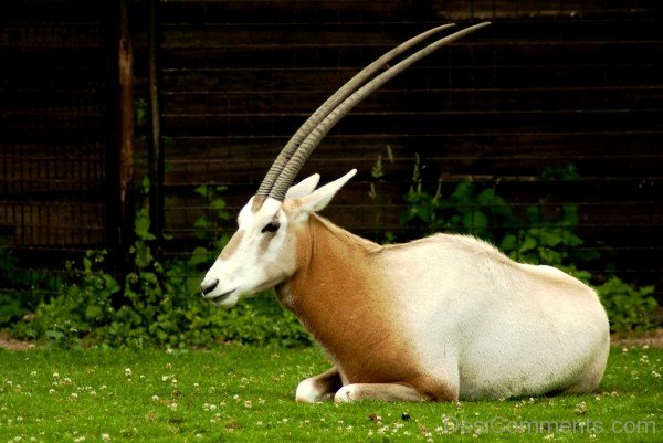 Wild Animal Oryx Image-adb135desicomm35